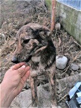 NATASHA, Hund, Mischlingshund in Dorsten - Bild 73