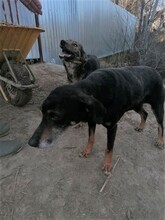 NATASHA, Hund, Mischlingshund in Dorsten - Bild 78