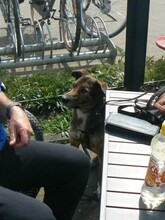 NATASHA, Hund, Mischlingshund in Sinzheim - Bild 8