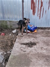 NATASHA, Hund, Mischlingshund in Dorsten - Bild 82