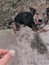 NATASHA, Hund, Mischlingshund in Dorsten - Bild 84