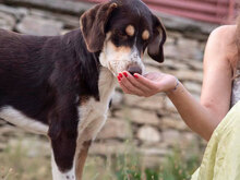 INGO, Hund, Affenpinscher in Bulgarien - Bild 2