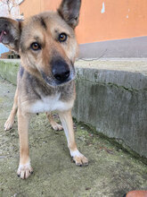 SKANKY, Hund, Mischlingshund in Bulgarien - Bild 4