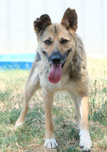 SKANKY, Hund, Mischlingshund in Bulgarien - Bild 5