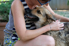 SKANKY, Hund, Mischlingshund in Bulgarien - Bild 6