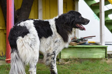 LOTHAR, Hund, Mischlingshund in Bulgarien - Bild 2