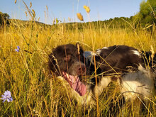LOTHAR, Hund, Mischlingshund in Bulgarien - Bild 5