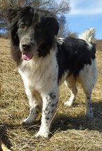 LOTHAR, Hund, Mischlingshund in Bulgarien - Bild 6