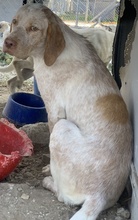 PALEDO, Hund, Mischlingshund in Rehburg-Loccum - Bild 16