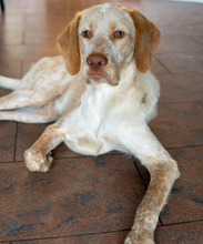 PALEDO, Hund, Mischlingshund in Rehburg-Loccum - Bild 19