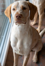 PALEDO, Hund, Mischlingshund in Rehburg-Loccum - Bild 22