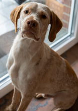PALEDO, Hund, Mischlingshund in Rehburg-Loccum - Bild 23