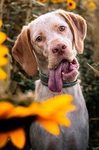 PALEDO, Hund, Mischlingshund in Rehburg-Loccum - Bild 35
