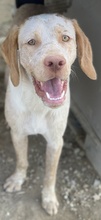 PALEDO, Hund, Mischlingshund in Rehburg-Loccum - Bild 7