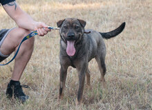 BIGKODA, Hund, Mischlingshund in Ungarn - Bild 1