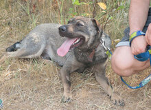 BIGKODA, Hund, Mischlingshund in Ungarn - Bild 2