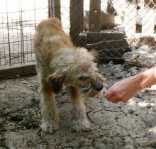 KIMO, Hund, Mischlingshund in Bulgarien - Bild 10