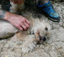 KIMO, Hund, Mischlingshund in Bulgarien - Bild 11