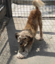 KIMO, Hund, Mischlingshund in Bulgarien - Bild 4