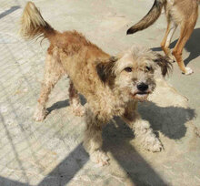 KIMO, Hund, Mischlingshund in Bulgarien - Bild 5