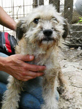KIMO, Hund, Mischlingshund in Bulgarien - Bild 8