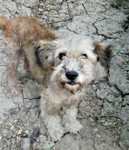 KIMO, Hund, Mischlingshund in Bulgarien - Bild 9
