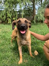 FANNI, Hund, Mischlingshund in Ungarn - Bild 2