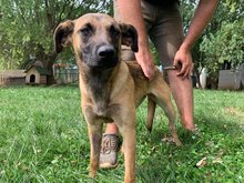FANNI, Hund, Mischlingshund in Ungarn - Bild 3