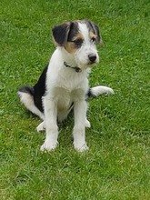 KASIMIR, Hund, Mischlingshund in Mönchengladbach - Bild 5