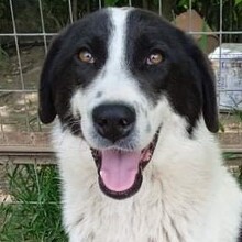 CALISTA, Hund, Griechischer Schäferhund-Mix in Griechenland - Bild 1