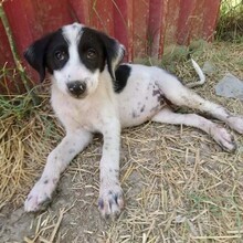CALISTA, Hund, Griechischer Schäferhund-Mix in Griechenland - Bild 10