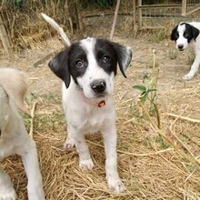 CALISTA, Hund, Griechischer Schäferhund-Mix in Griechenland - Bild 8