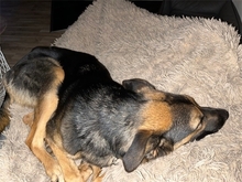 LEO, Hund, Mischlingshund in Münchenbernsdorf - Bild 18