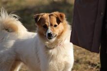 SALLY, Hund, Mischlingshund in Singhofen - Bild 1