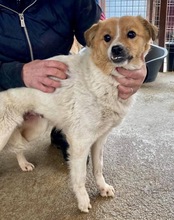 SALLY, Hund, Mischlingshund in Singhofen - Bild 19