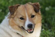 SALLY, Hund, Mischlingshund in Singhofen - Bild 2