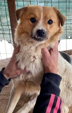 SALLY, Hund, Mischlingshund in Singhofen - Bild 20