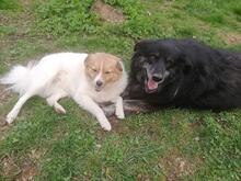 SALLY, Hund, Mischlingshund in Singhofen - Bild 23