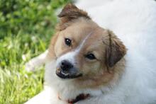 SALLY, Hund, Mischlingshund in Singhofen - Bild 24