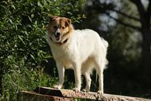 SALLY, Hund, Mischlingshund in Singhofen - Bild 25