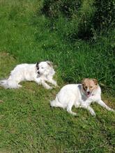 SALLY, Hund, Mischlingshund in Singhofen - Bild 4