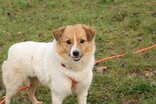 SALLY, Hund, Mischlingshund in Singhofen - Bild 5
