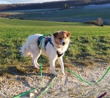 SALLY, Hund, Mischlingshund in Singhofen - Bild 7