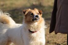 SALLY, Hund, Mischlingshund in Singhofen - Bild 8