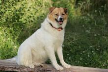 SALLY, Hund, Mischlingshund in Singhofen - Bild 9