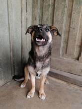 PEBBLES, Hund, Mischlingshund in Rumänien - Bild 11