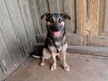 PEBBLES, Hund, Mischlingshund in Rumänien - Bild 12