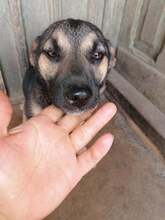 PEBBLES, Hund, Mischlingshund in Rumänien - Bild 3