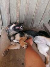PEBBLES, Hund, Mischlingshund in Rumänien - Bild 6