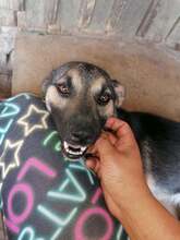 PEBBLES, Hund, Mischlingshund in Rumänien - Bild 9